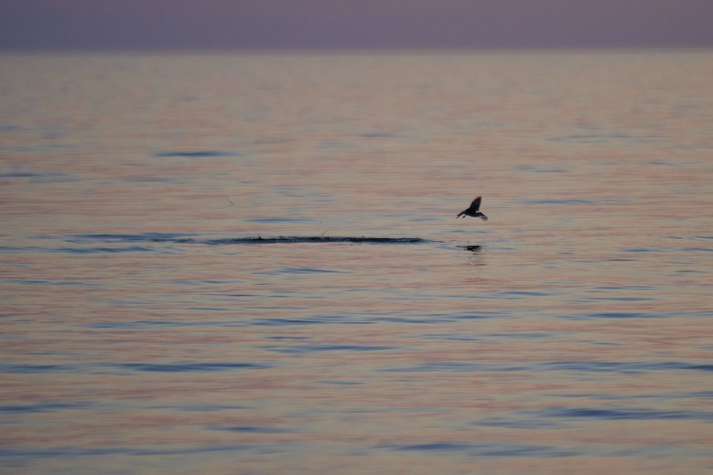 Фотография автора Глеб Колобаев