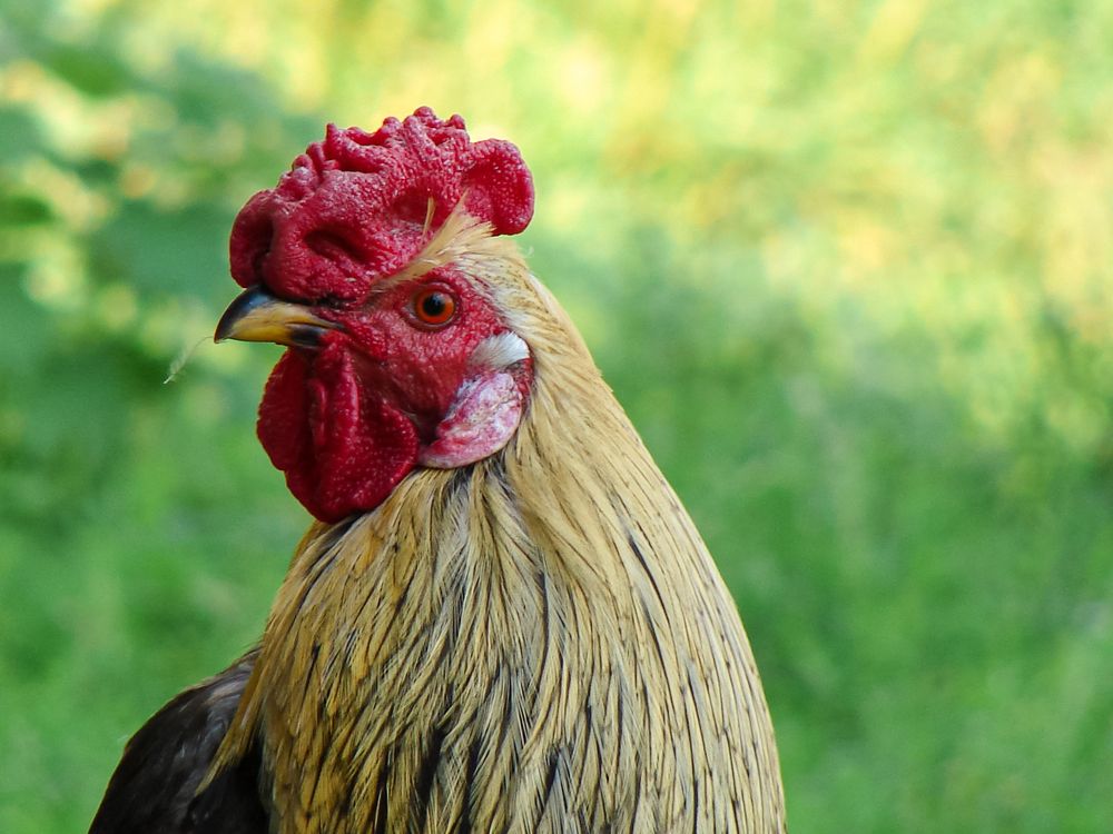 Фотография автора Оксана Сырчина