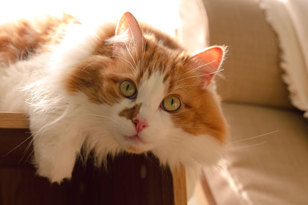 Фотография автора Оксана Сырчина