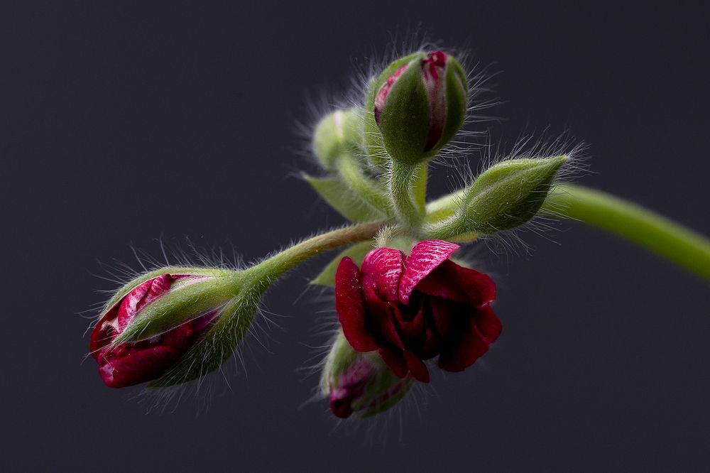 Photograph by Олег Тетерин