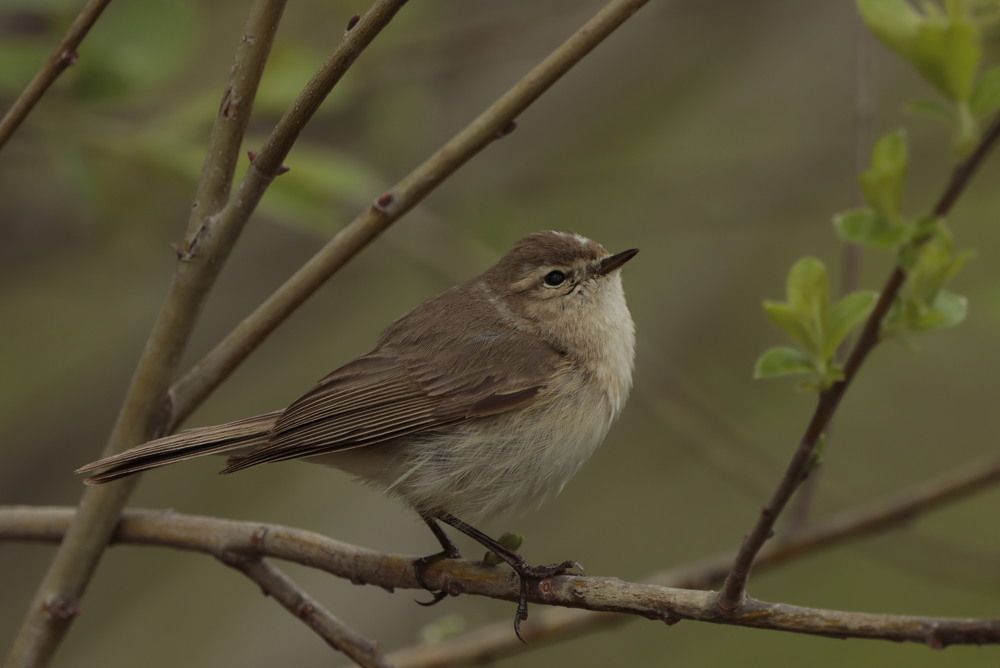 Photograph by Ирина Лисовец