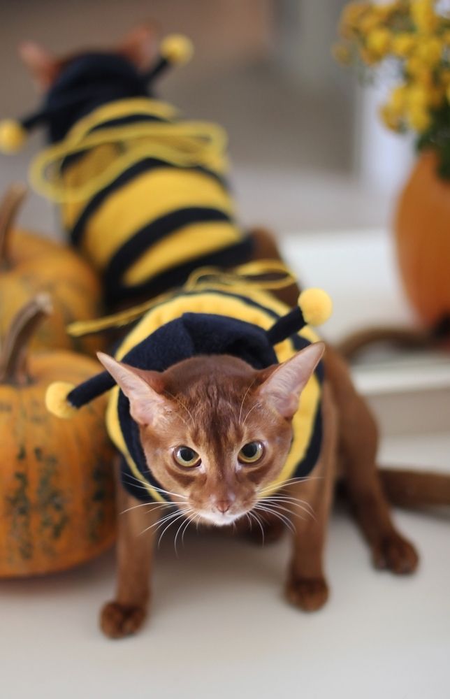 Photograph by Татьяна Лисянская