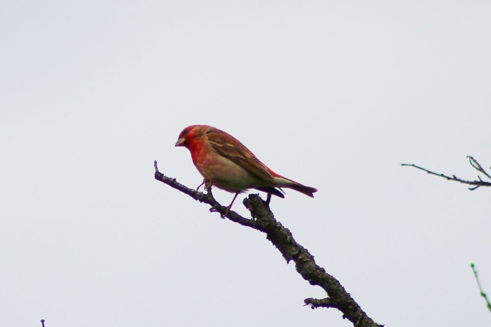 Чечевица обыкновенная