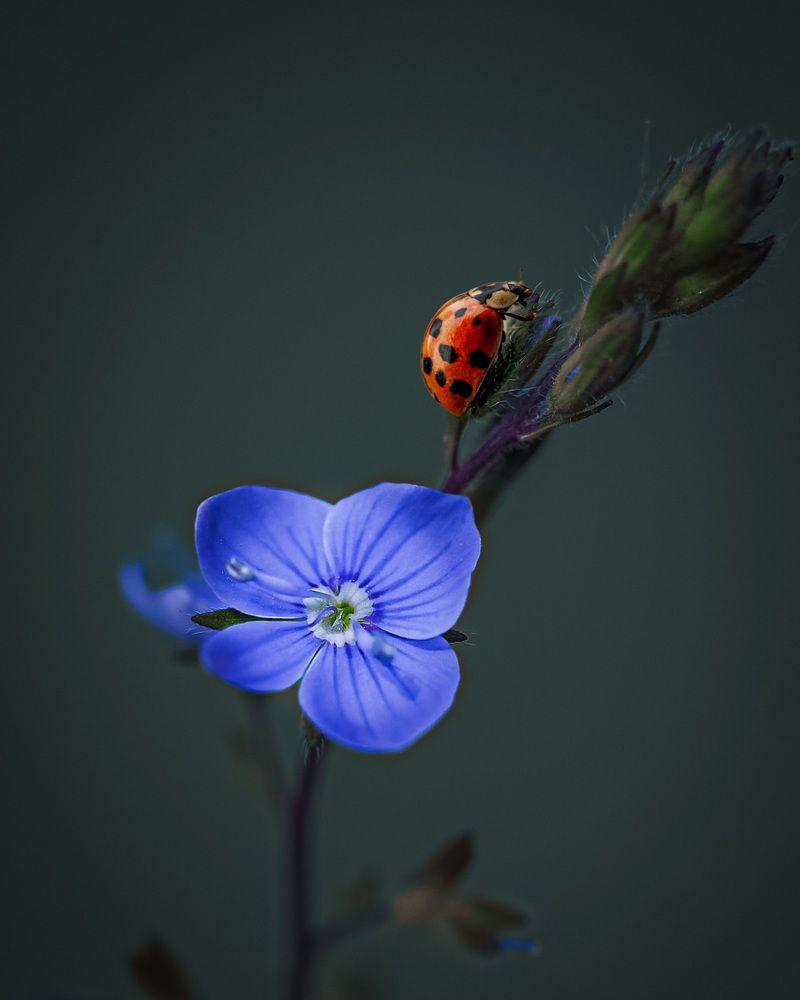 Photograph by Viktoria