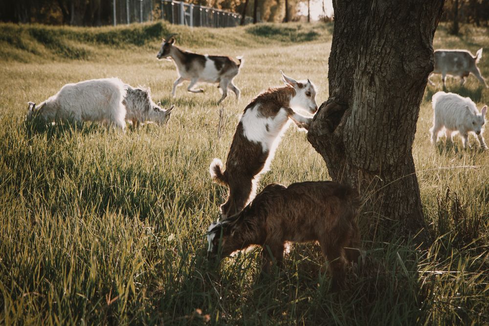 Солнечные барашки