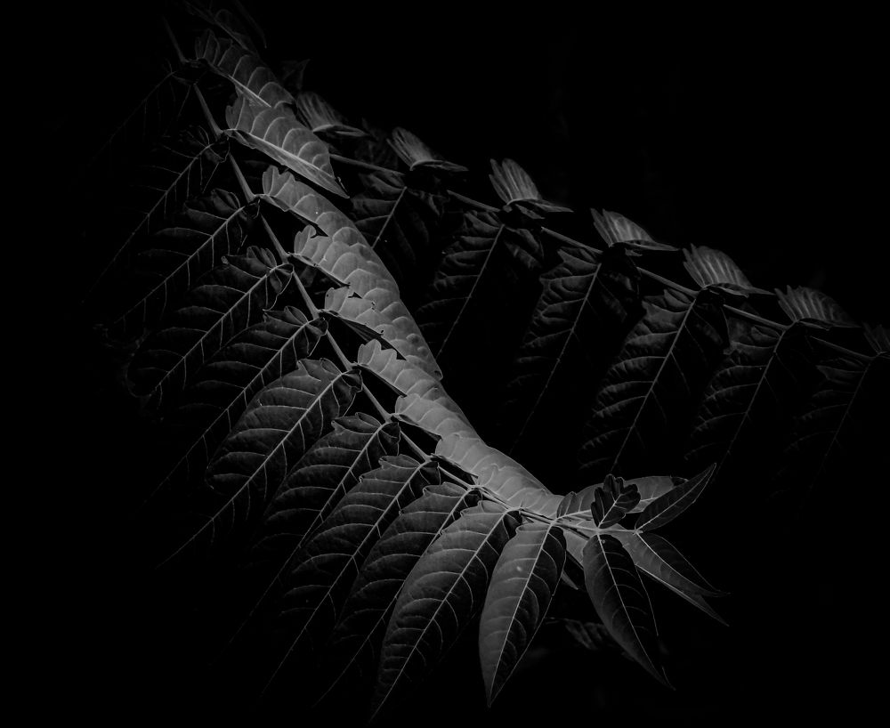 Фотография автора system sazan