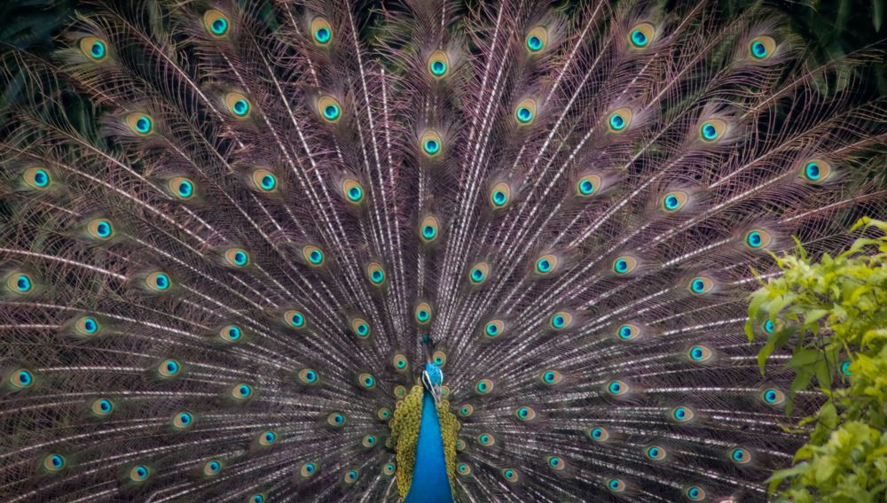 Фотография автора Anantha Rajkumar