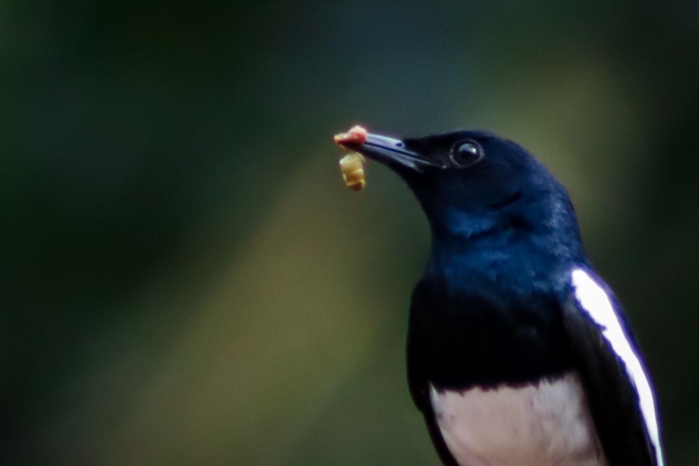 Фотография автора Anantha Rajkumar