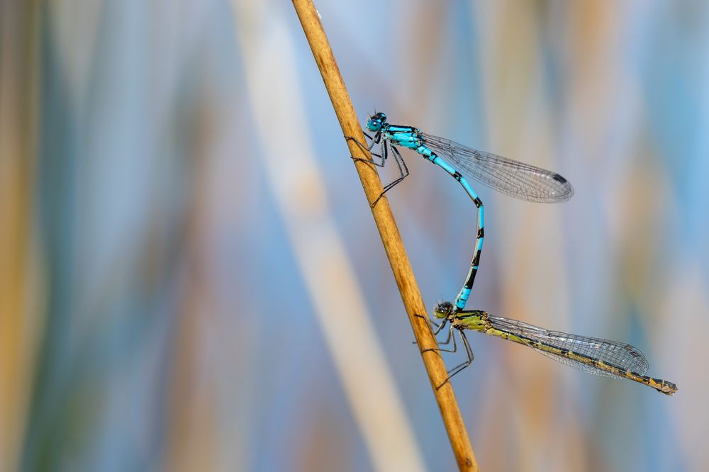 Dragonflies