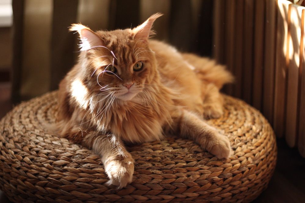 Photograph by Анжелика Медведева