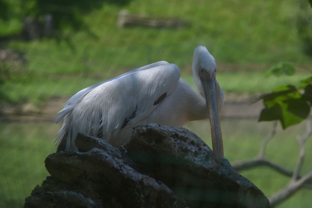 Photograph by Davit Medzmariashvili