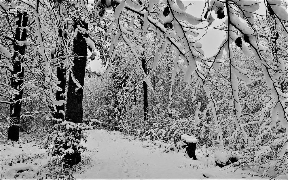 Photograph by Галина