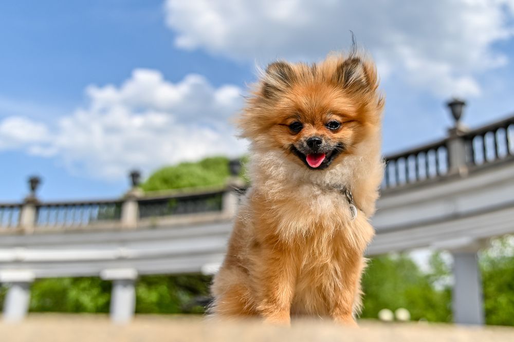 Сакура Блум