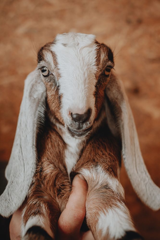 Фотография автора Viktoria Lavrova