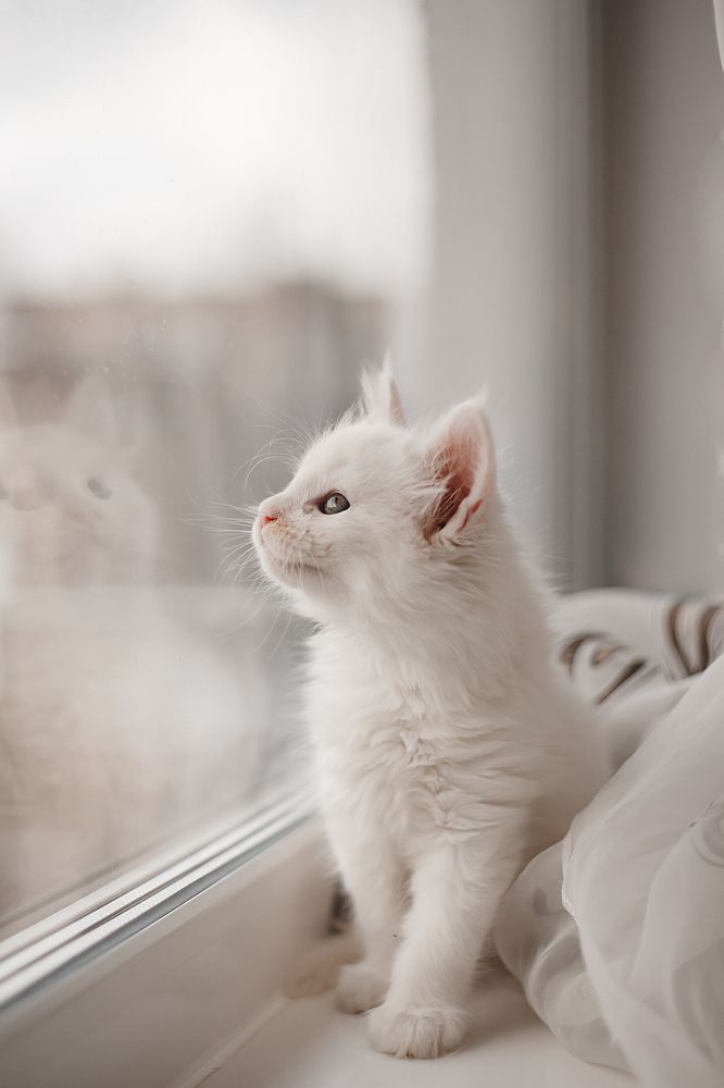 Фотография автора Viktoria Lavrova