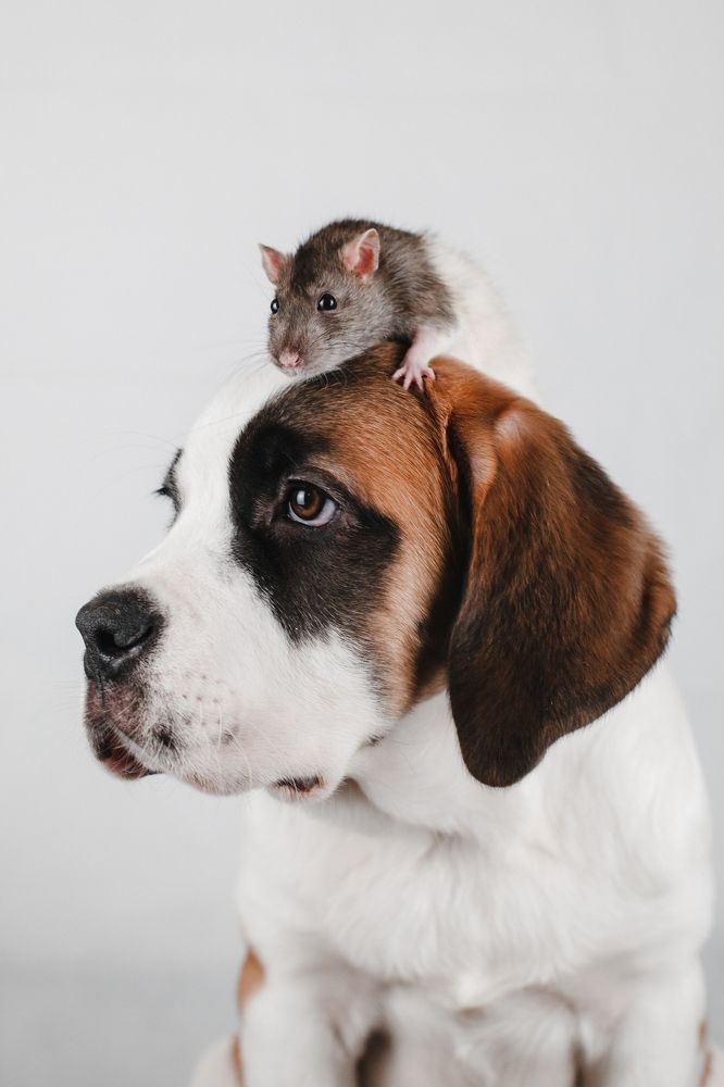 Фотография автора Viktoria Lavrova