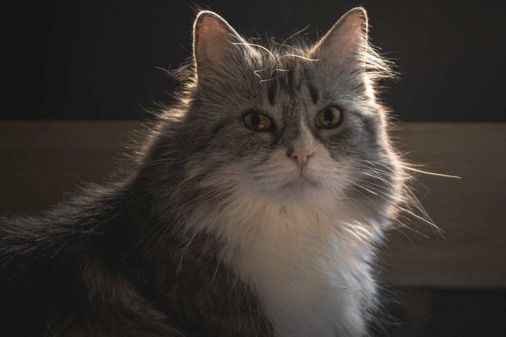 Photograph by Светлана Гонская