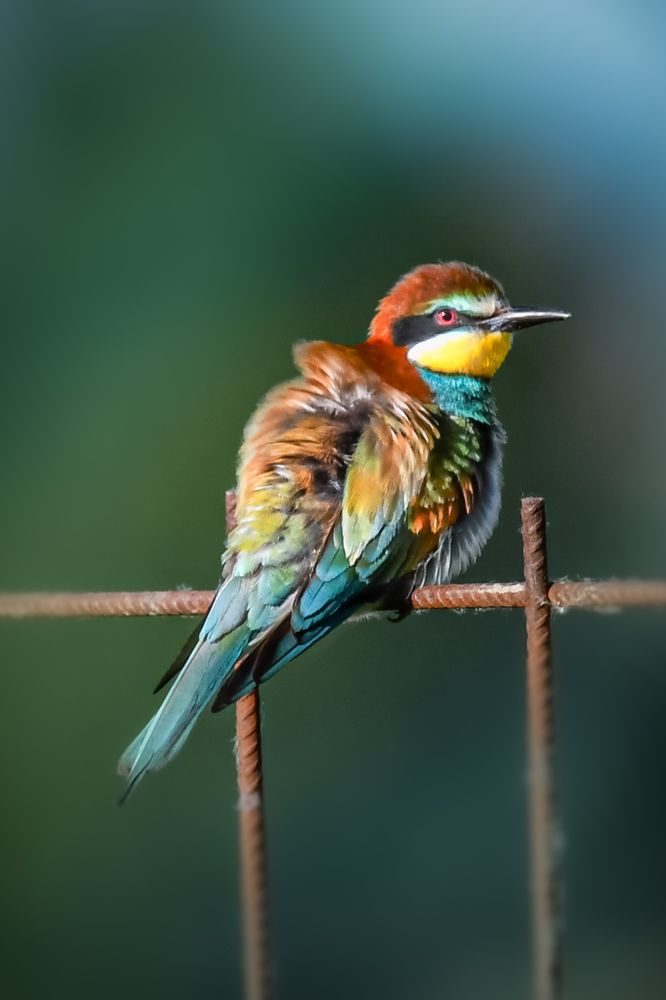 Photograph by Iñigo Yvorra