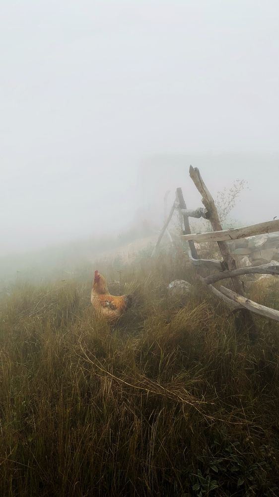 Photograph by Arezoo Mosaddegh