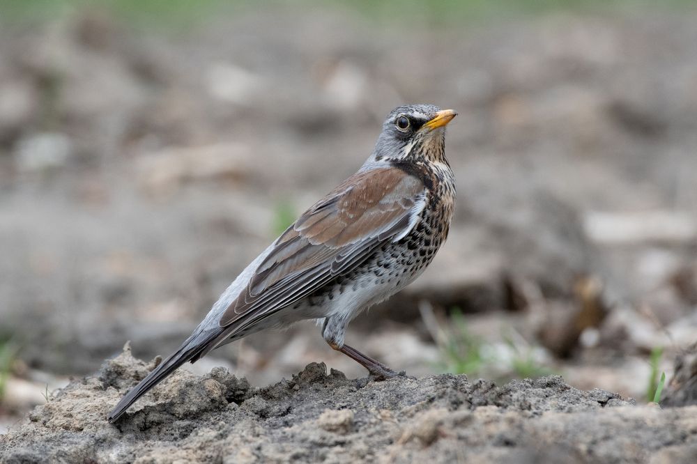 Photograph by Александр Перегудов