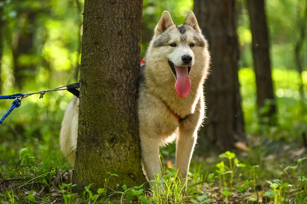 Не дают побегать...