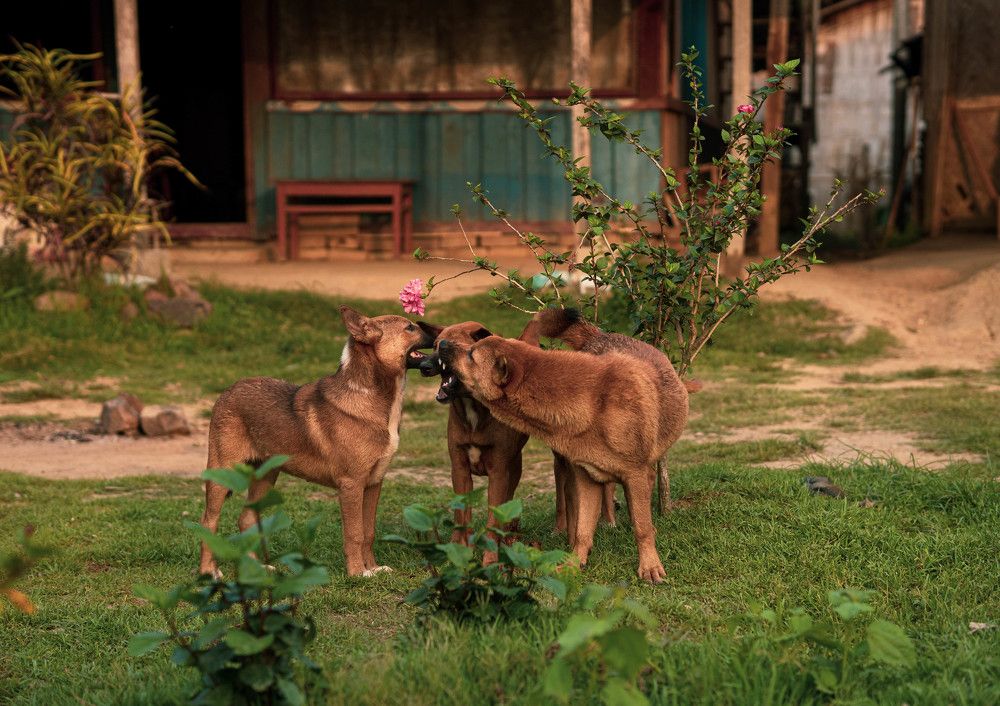 Photograph by Soumen Chowdhury