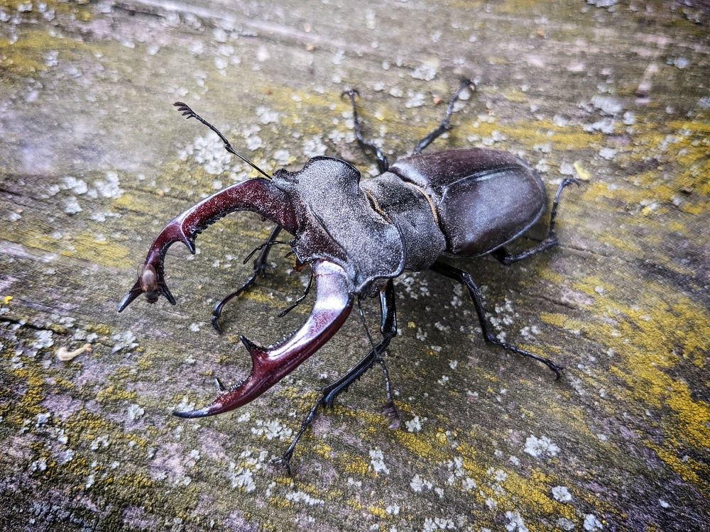 Photograph by Lavlad L