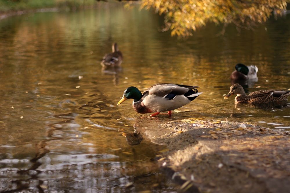 Photograph by Анжелика Медведева