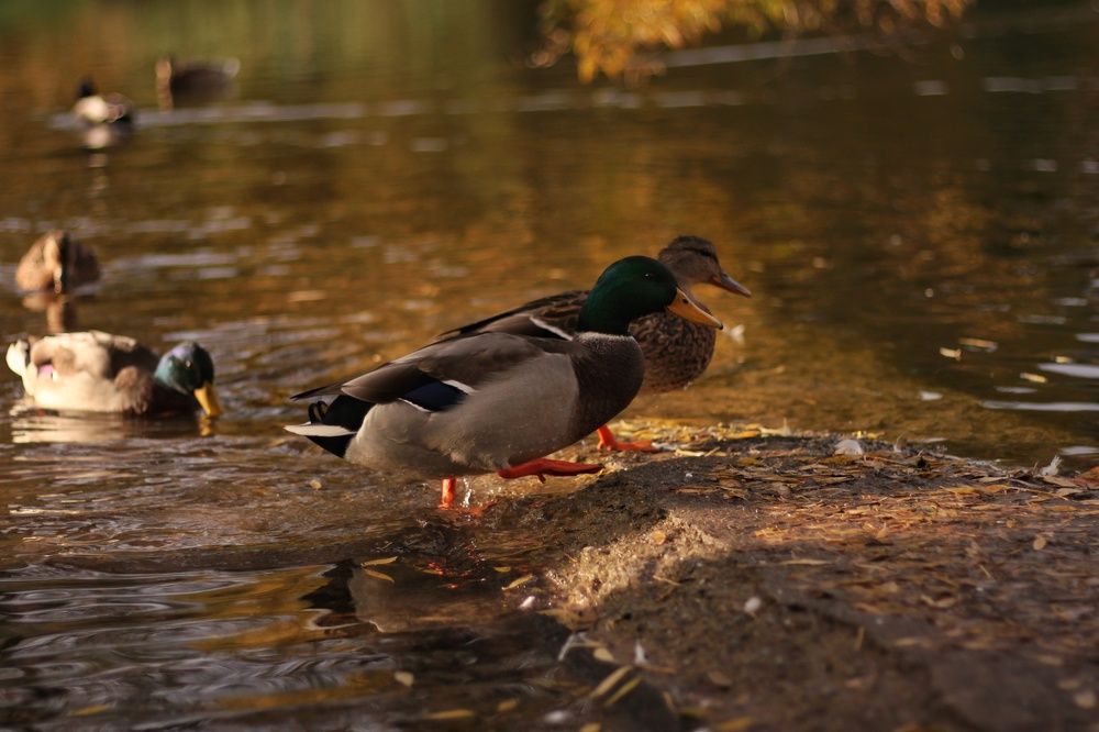 Photograph by Анжелика Медведева