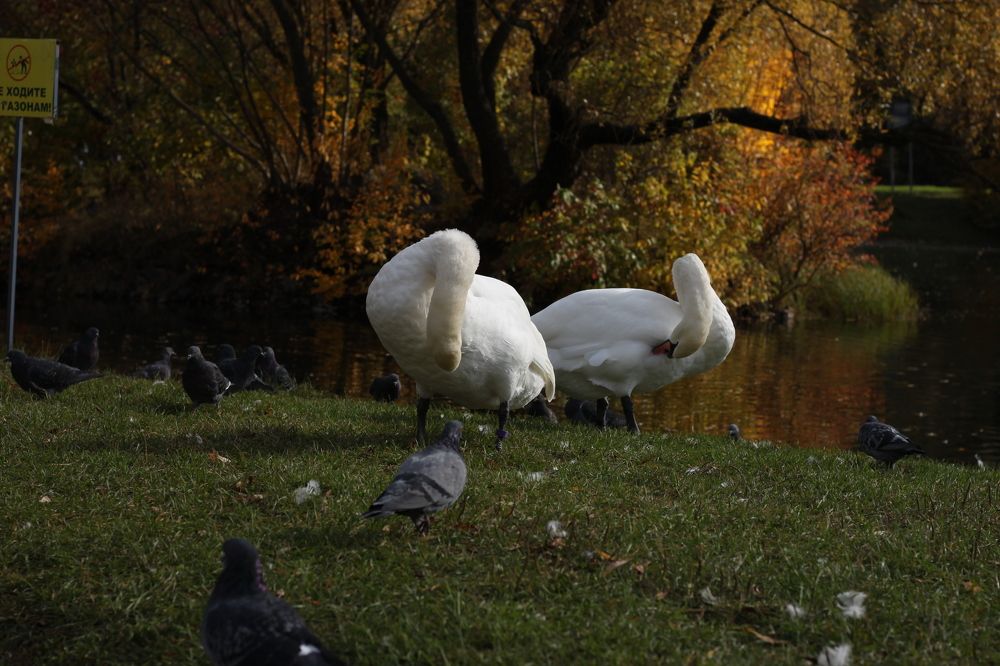 Photograph by Анжелика Медведева