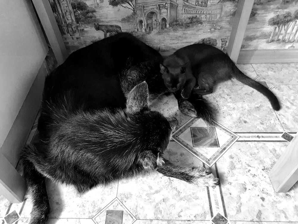 Фотография автора Надежда Лисицына