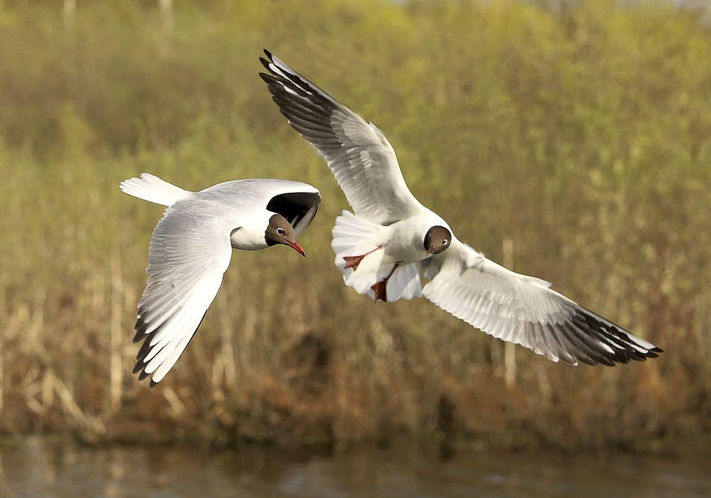 Photograph by александр лялин