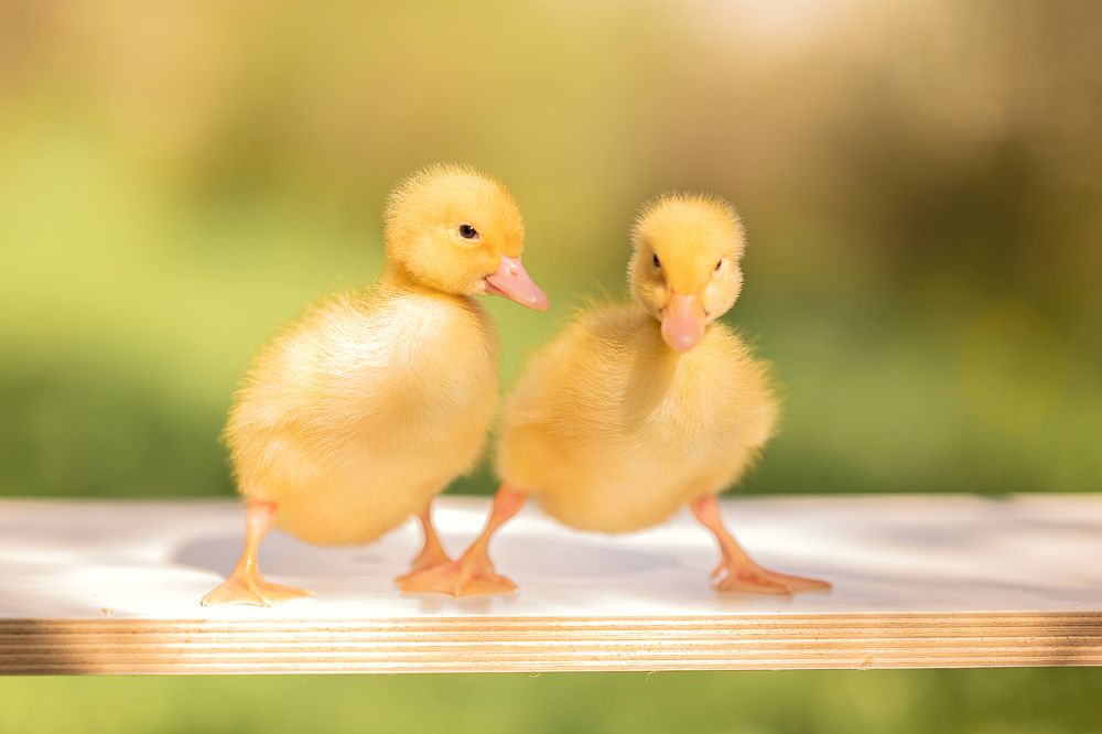 Photograph by Светлана Коновалова