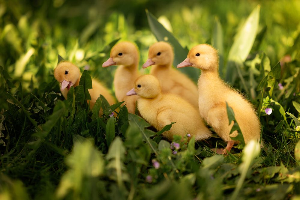 Photograph by Светлана Коновалова