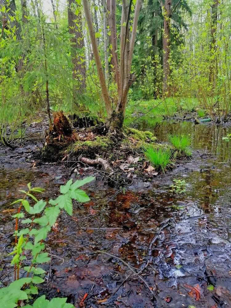 Болото