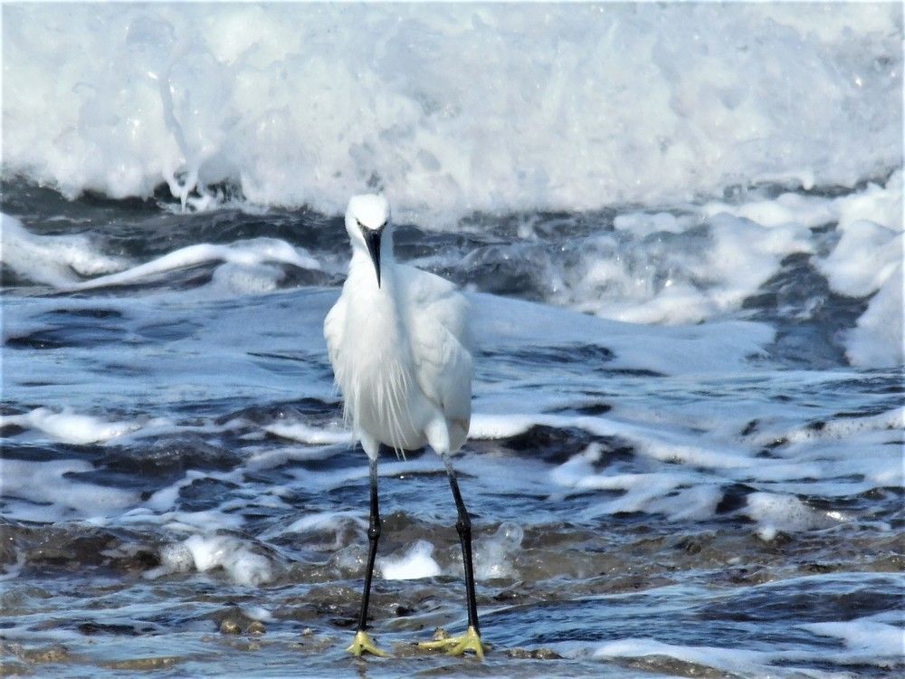 The rage of an egret