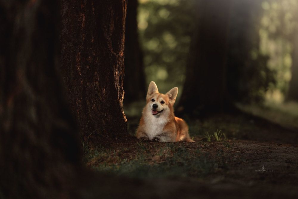 Photograph by Ирина Мороз