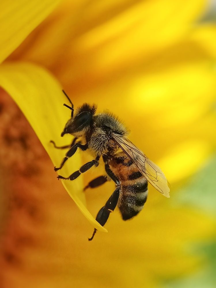 Photograph by Роман Красношапка