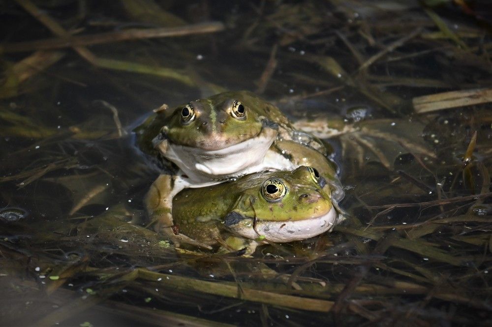 Фотография автора IRINA FILIPPOVA