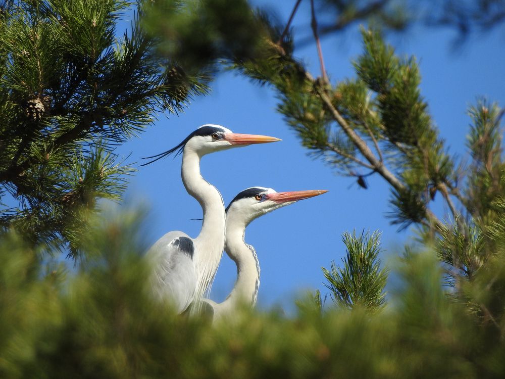 Photograph by Елена Старкова