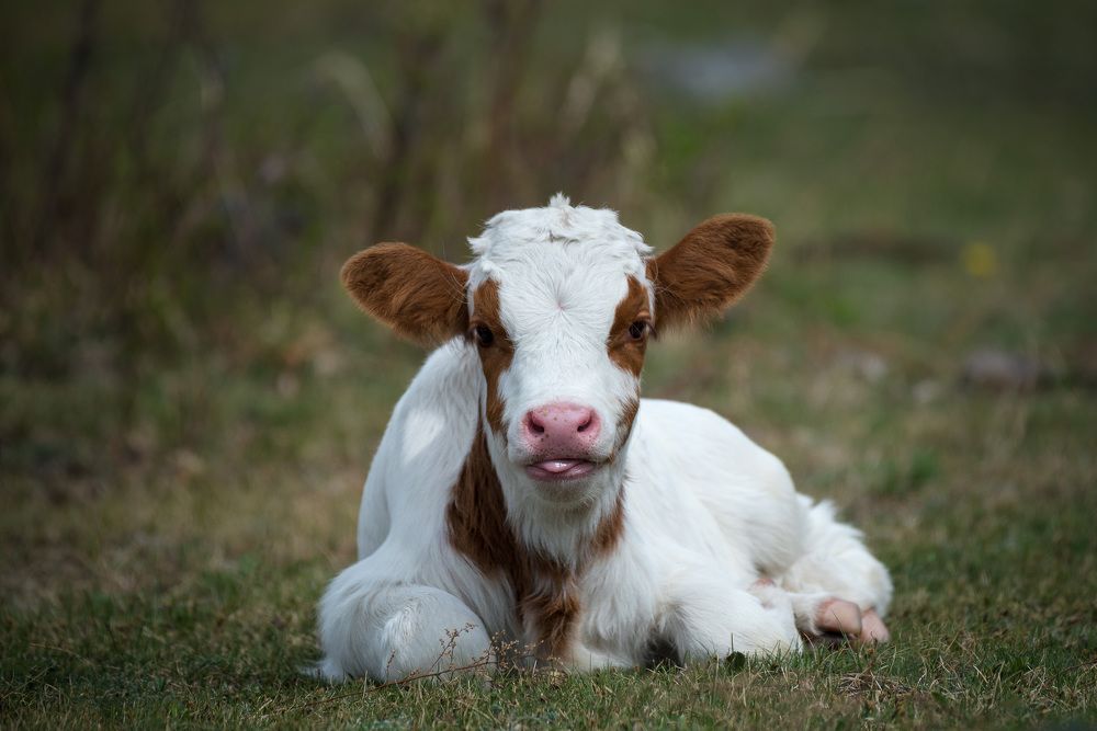 Photograph by Ольга Рагинская