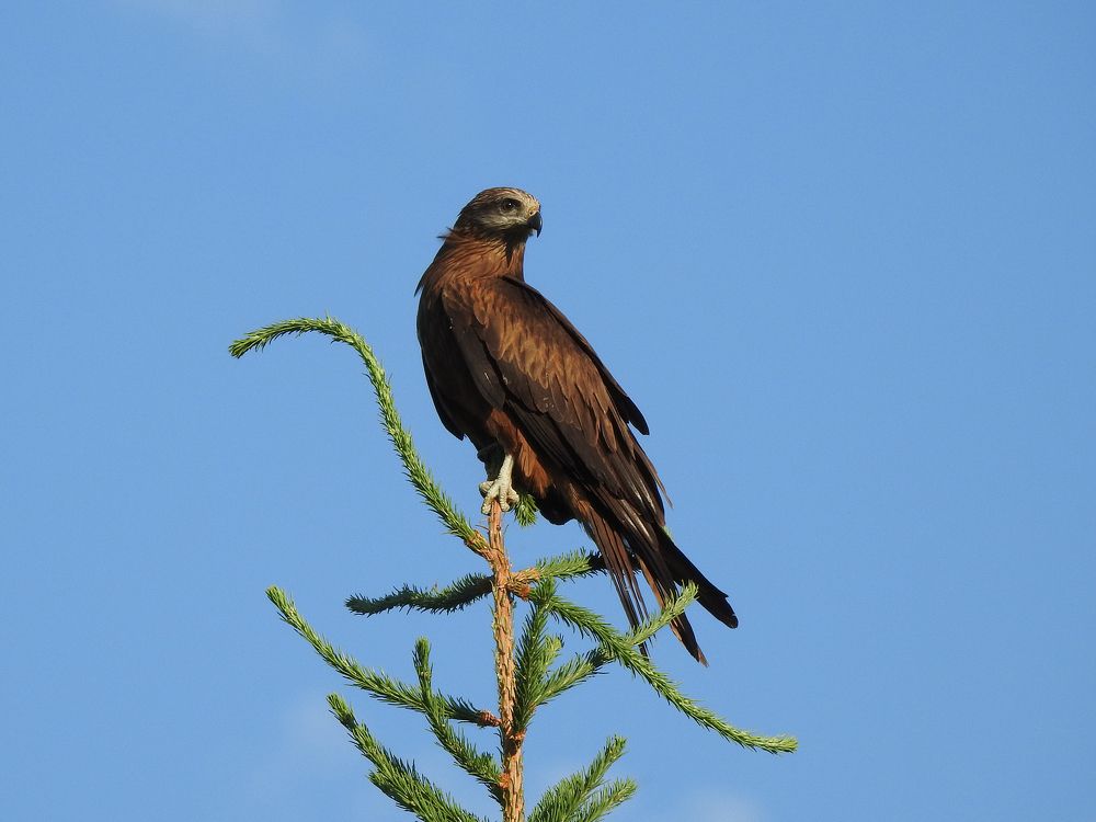 Photograph by Елена Старкова