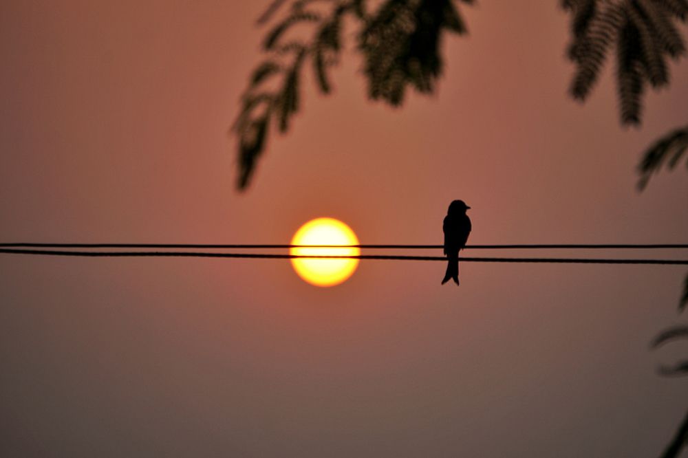 Фотография автора Pavitra Shettigar