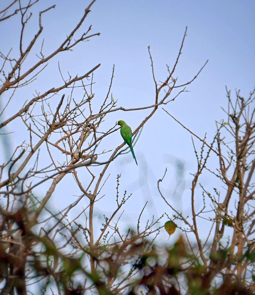 Фотография автора Pavitra Shettigar