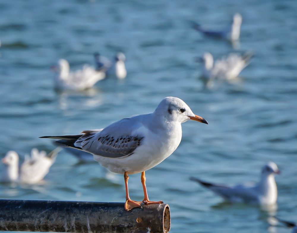 Фотография автора Pavitra Shettigar