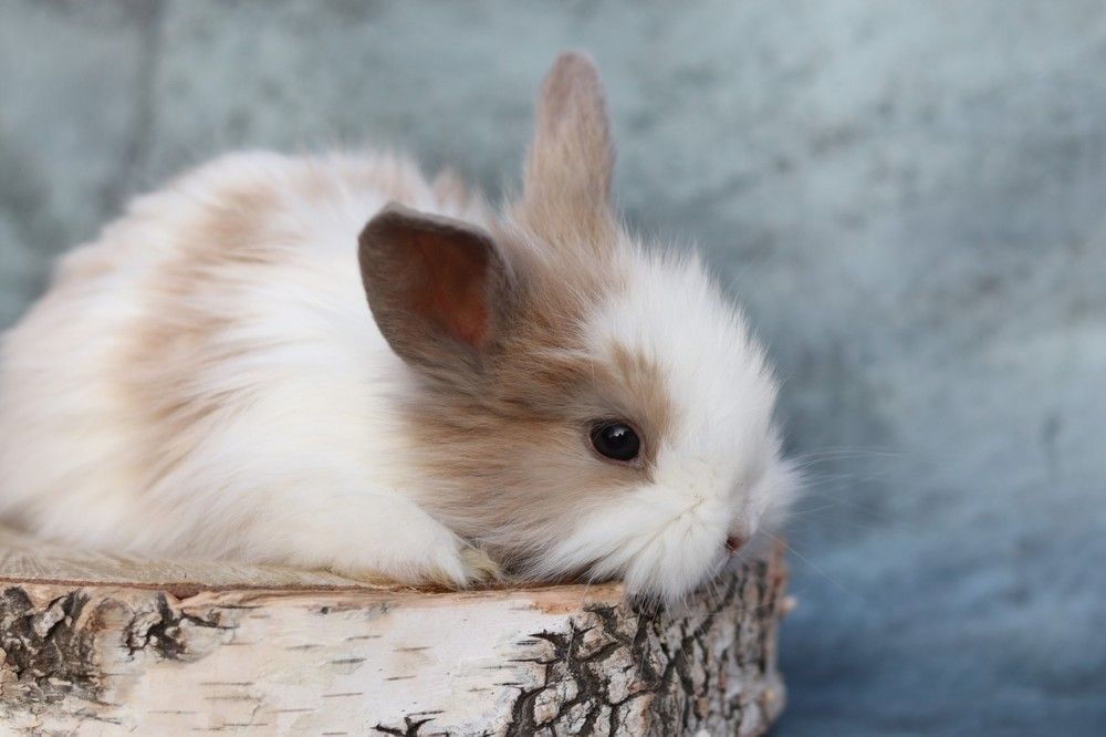 Photograph by Юлия Гольцман