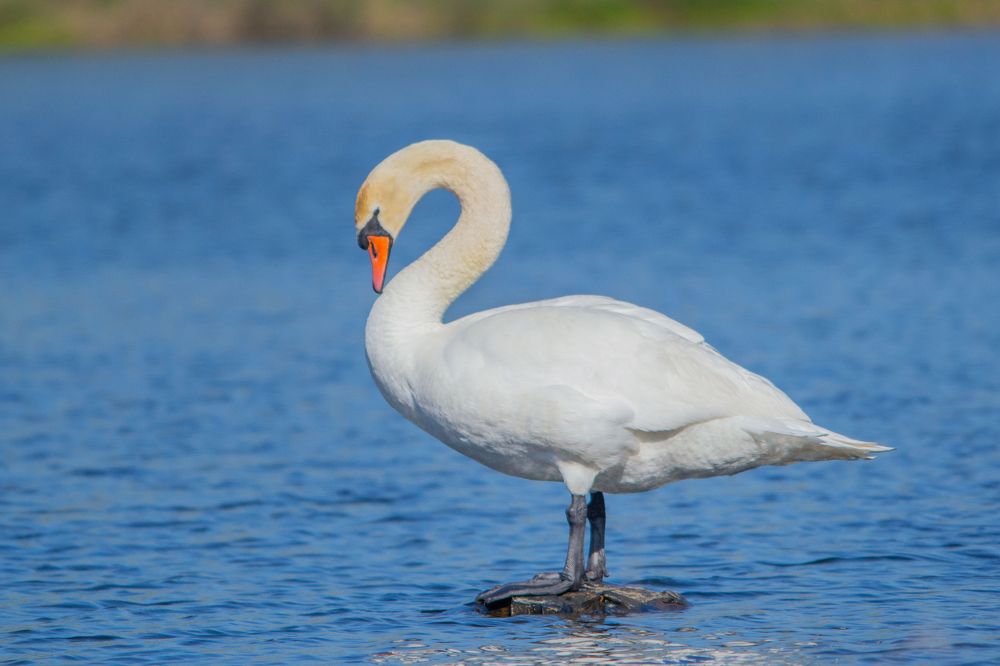 Photograph by Евгения Черво