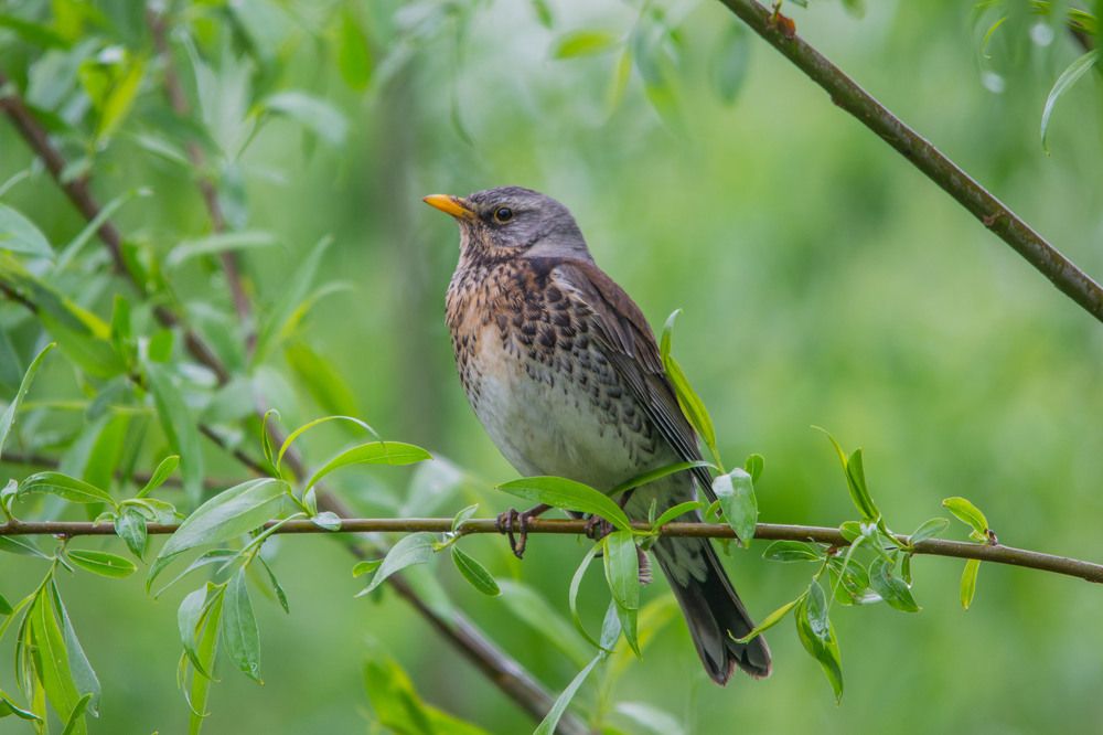 Photograph by Евгения Черво