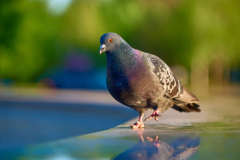 Photograph by Андрей Халемонец