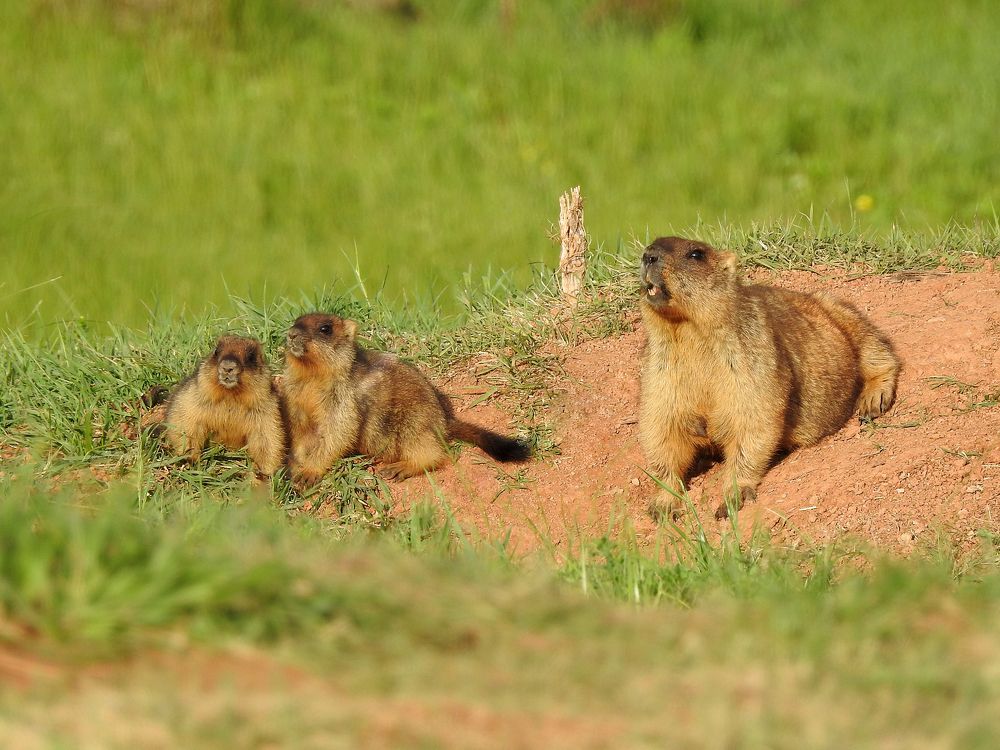 Photograph by Елена Старкова